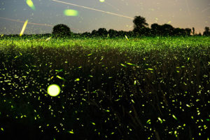 Spinning On Air Pete Mauney's fireflies