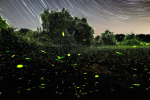 Spinning On Air Pete Mauney's fireflies