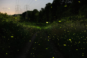 Spinning On Air Pete Mauney's fireflies