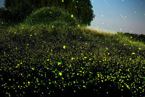 Spinning On Air Pete Mauney's fireflies