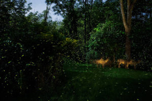 Spinning On Air Pete Mauney's fireflies