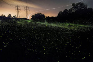 Spinning On Air Pete Mauney's fireflies