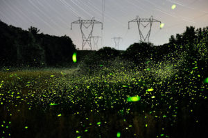 Spinning On Air Pete Mauney's fireflies