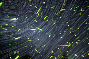 Spinning On Air Pete Mauney's fireflies