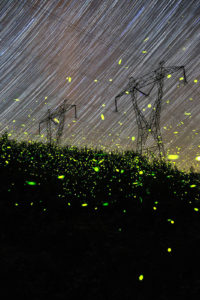 Spinning On Air Pete Mauney's fireflies