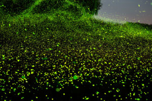 Spinning On Air Pete Mauney's fireflies