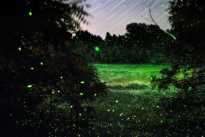 Spinning On Air Pete Mauney's fireflies