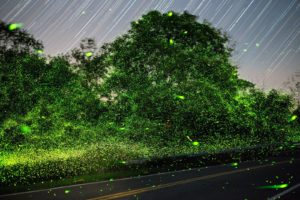 Spinning On Air Pete Mauney's fireflies