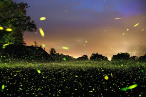 Spinning On Air Pete Mauney's fireflies