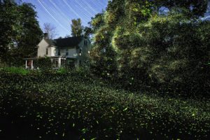 Spinning On Air Pete Mauney's fireflies