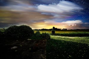 Spinning On Air Pete Mauney's fireflies